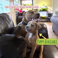 Singleton , a male Staffordshire Bull Terrier for sale in Sunset, SC – 7 of 9