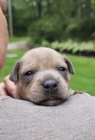 Singleton , a male Staffordshire Bull Terrier for sale in Sunset, SC – 5 of 9
