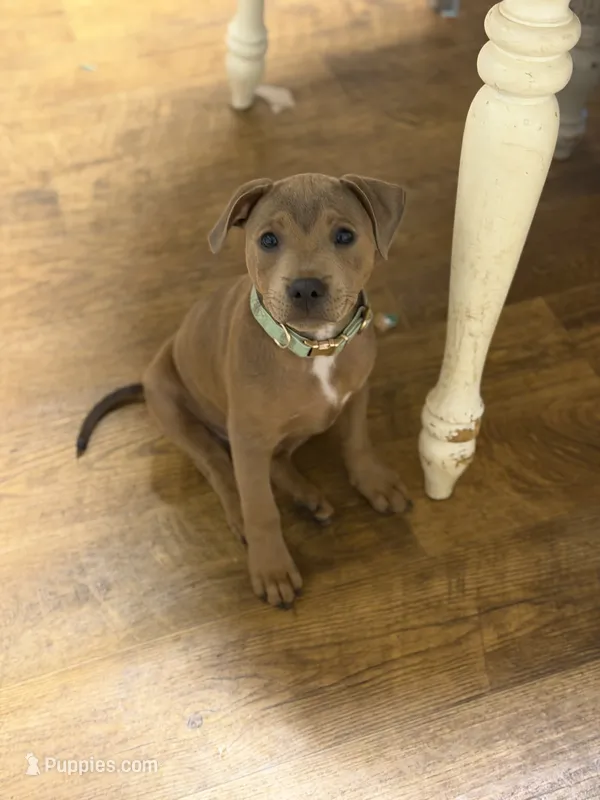 Singleton  – Staffordshire Bull Terrier puppy for sale in Sunset, SC