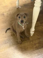 Singleton , a male Staffordshire Bull Terrier for sale in Sunset, SC – 1 of 9