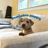Singleton , a male Staffordshire Bull Terrier for sale in Sunset, SC – 3 of 9