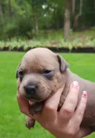 Singleton , a male Staffordshire Bull Terrier for sale in Sunset, SC – 6 of 9