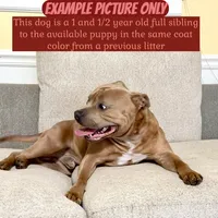 Singleton , a male Staffordshire Bull Terrier for sale in Sunset, SC – 8 of 9