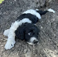 Sloth, a male Miniature Goldendoodle for sale in Eaton, CO – 3 of 4