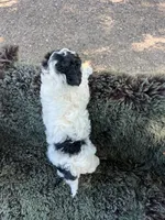 Andi, a female Miniature Goldendoodle for sale in Eaton, CO – 4 of 5