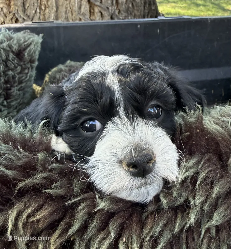 Andi – Miniature Goldendoodle puppy for sale in Eaton, CO