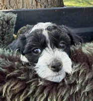Andi, a female Miniature Goldendoodle for sale in Eaton, CO – 1 of 5