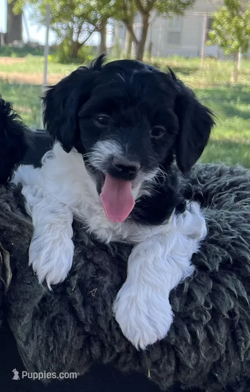 Sloth – Miniature Goldendoodle puppy for sale in Eaton, CO