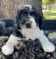 Chunk, a male Miniature Goldendoodle for sale in Eaton, CO – 3 of 3