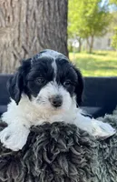 Andi, a female Miniature Goldendoodle for sale in Eaton, CO – 5 of 5