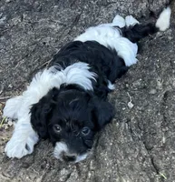 Sloth, a male Miniature Goldendoodle for sale in Eaton, CO – 1 of 4