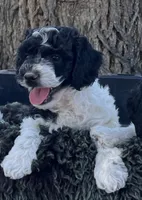 Chunk, a male Miniature Goldendoodle for sale in Eaton, CO – 1 of 3