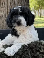 Chunk, a male Miniature Goldendoodle for sale in Eaton, CO – 2 of 3