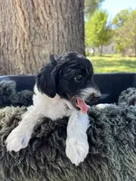 Sloth, a male Miniature Goldendoodle for sale in Eaton, CO – 4 of 4