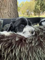 Andi, a female Miniature Goldendoodle for sale in Eaton, CO – 2 of 5