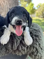 Sloth, a male Miniature Goldendoodle for sale in Eaton, CO – 2 of 4