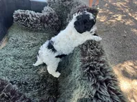 Andi, a female Miniature Goldendoodle for sale in Eaton, CO – 3 of 5