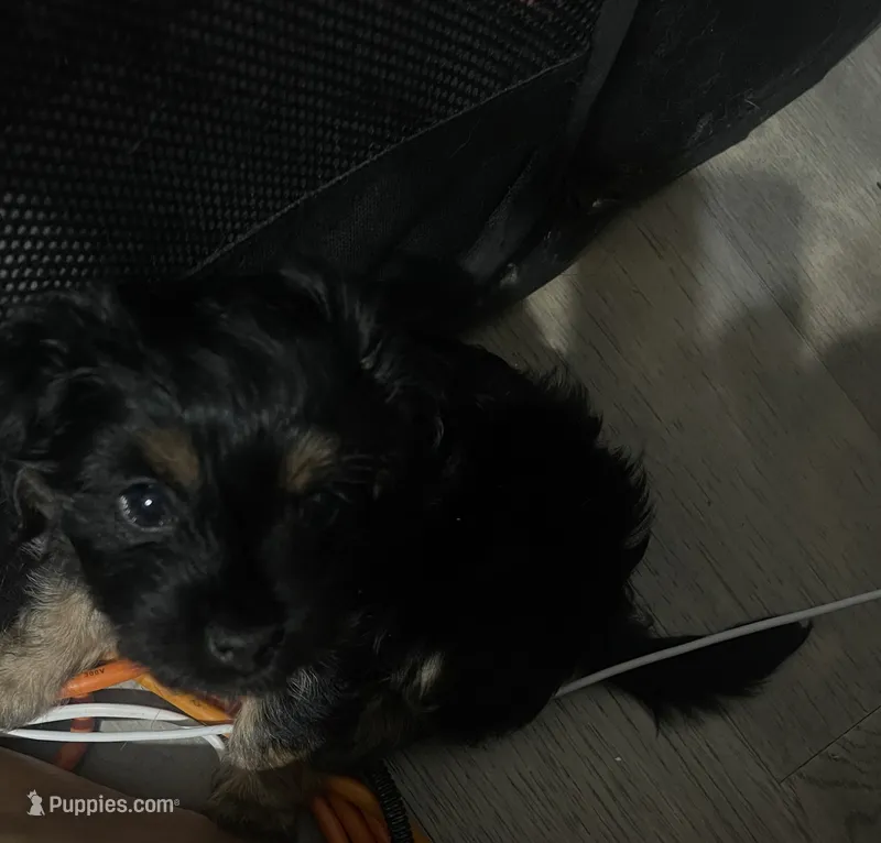 Midnight  – Mal Shi puppy for sale in Brooklyn, NY