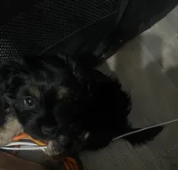 Midnight , a male Mal Shi for sale in Brooklyn, NY – 1 of 2