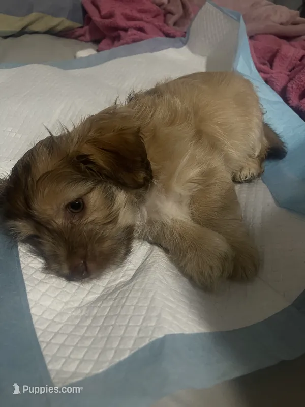 Light – Mal Shi puppy for sale in Brooklyn, NY