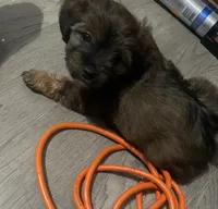 Teddy , a male Mal Shi for sale in Brooklyn, NY – 1 of 1