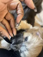 Light, a female Malchi for sale in Brooklyn, NY – Photo 2 of 2