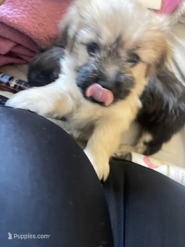 Light – Malchi puppy for sale in Brooklyn, NY