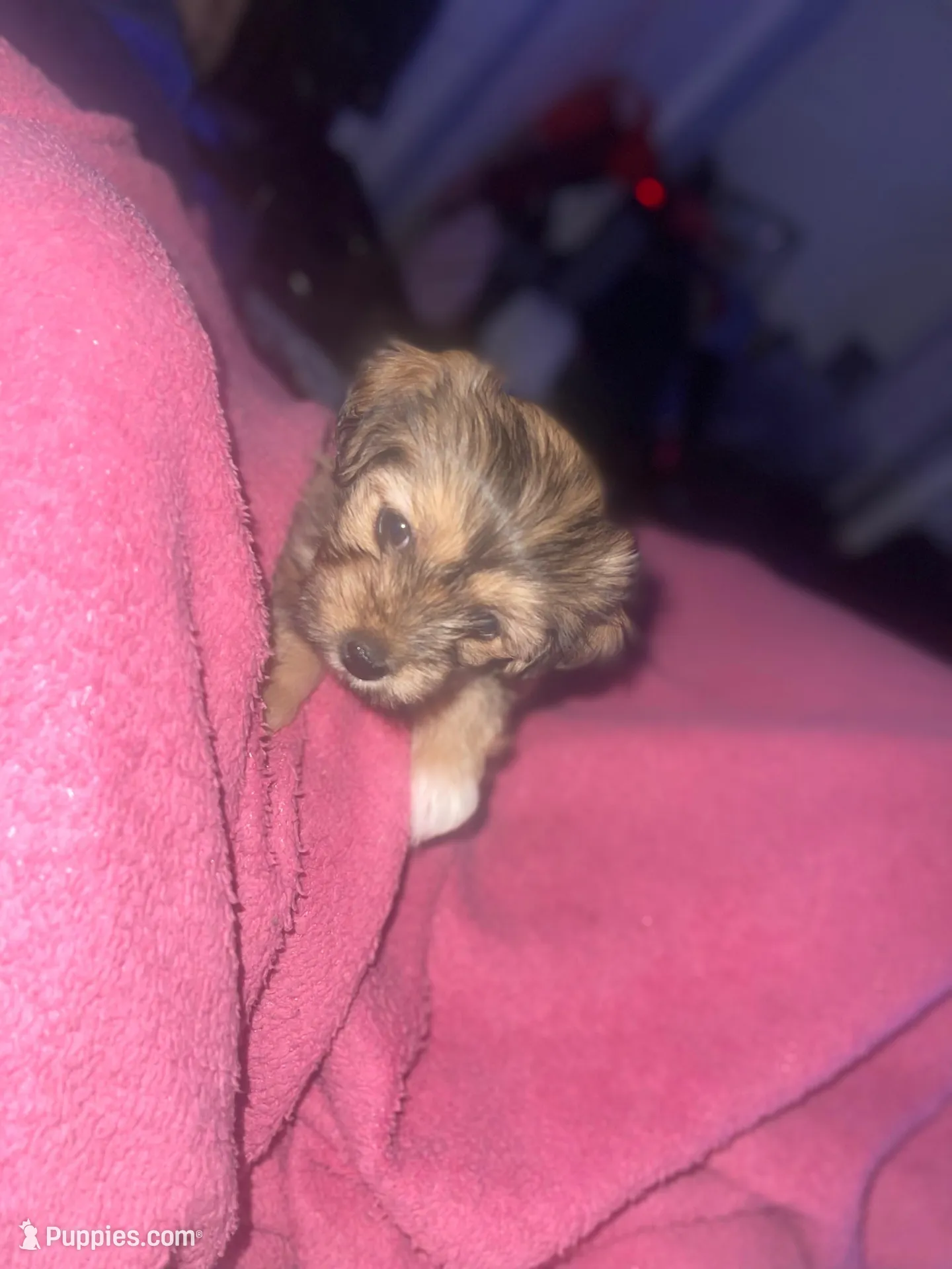 Heart  – Malchi puppy for sale in Brooklyn, NY