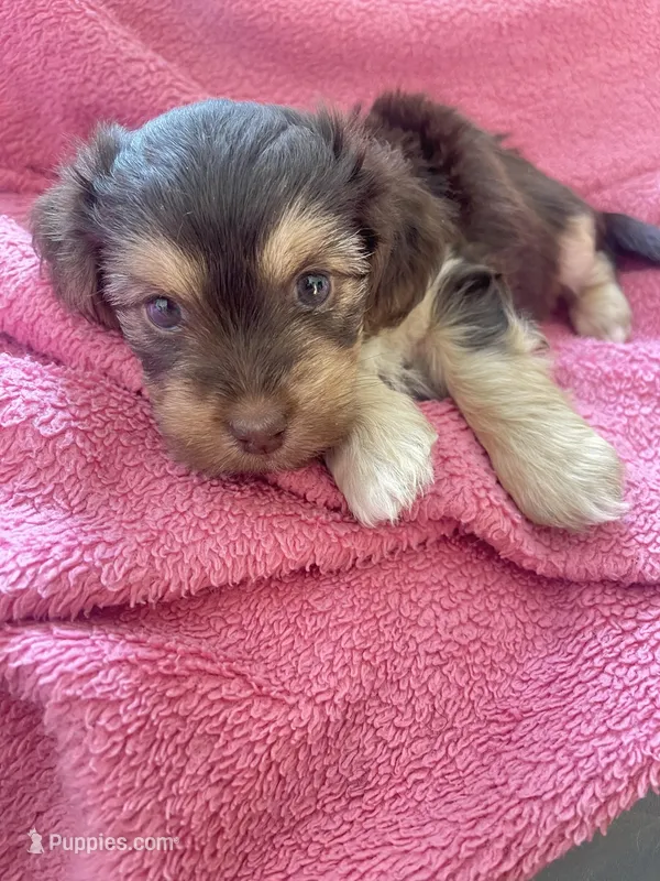 Chocolate  – Malchi puppy for sale in Brooklyn, NY