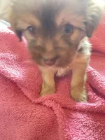 Twin , a female Malchi for sale in Brooklyn, NY – Photo 2 of 2