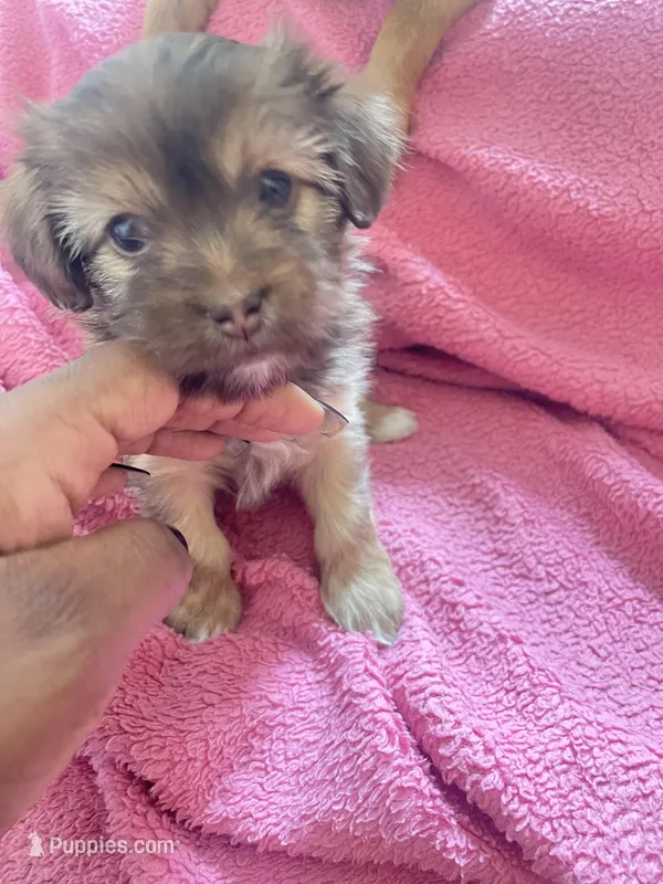 Twin  – Malchi puppy for sale in Brooklyn, NY