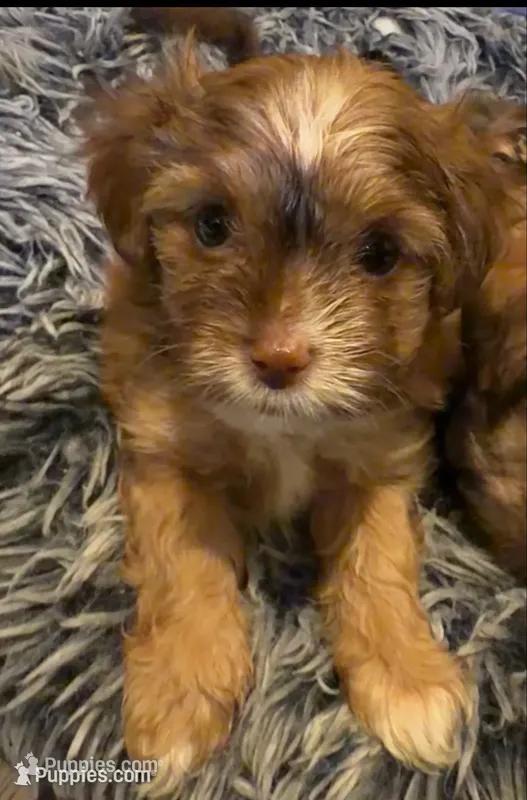 Rose  – Mal Shi puppy for sale in Brooklyn, NY