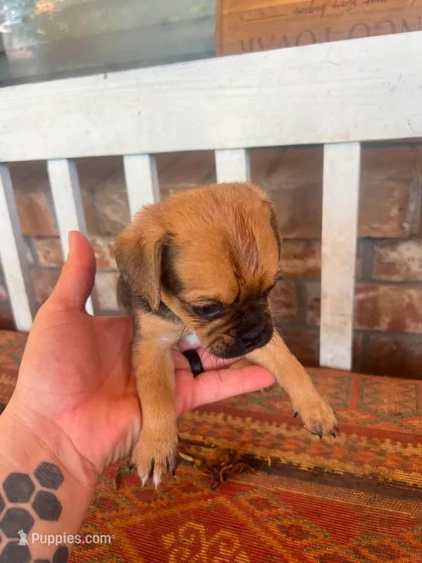 Puppy – Pug, Yorkshire Terrier puppy for sale in Cibolo, TX