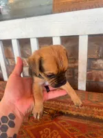 Puppy, a female Pug and Yorkshire Terrier for sale in Cibolo, TX – 1 of 6