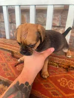 Puppy, a female Pug and Yorkshire Terrier for sale in Cibolo, TX – 2 of 6