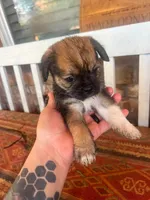 Puppy, a female Pug and Yorkshire Terrier for sale in Cibolo, TX – 3 of 6