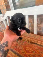 Puppy, a female Pug and Yorkshire Terrier for sale in Cibolo, TX – 6 of 6