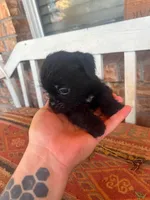 Puppy, a female Pug and Yorkshire Terrier for sale in Cibolo, TX – 4 of 6
