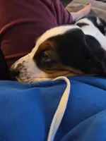 Hank , a male Basset Hound for sale in Oelwein, IA – Photo 1 of 4