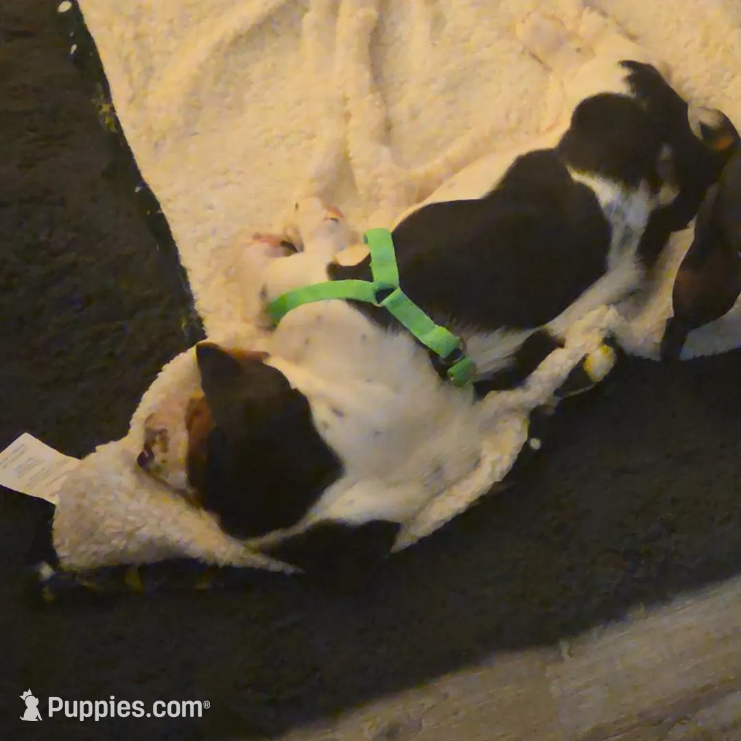 Hank , a male Basset Hound for sale in Oelwein, IA – Photo 2 of 4