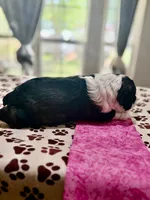 Pink Girl, a female Cockapoo for sale in Hogansville, GA – 6 of 8