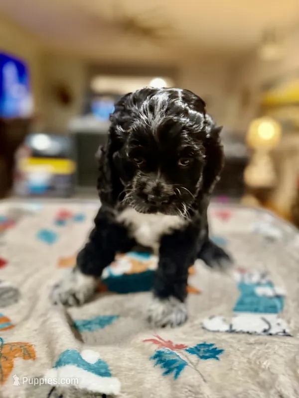 Purple Girl – Cockapoo puppy for sale in Hogansville, GA