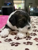 Pink Girl, a female Cockapoo for sale in Hogansville, GA – 8 of 8