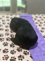 Purple Girl, a female Cockapoo for sale in Hogansville, GA – 4 of 6
