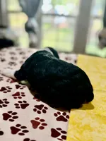 Yellow Boy, a male Cockapoo for sale in Hogansville, GA – 5 of 10