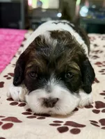 Pink Girl, a female Cockapoo for sale in Hogansville, GA – 5 of 8