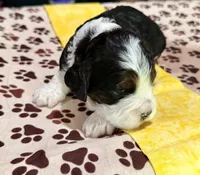 Yellow Boy, a male Cockapoo for sale in Hogansville, GA – 7 of 10