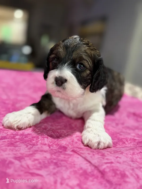 Pink Girl – Cockapoo puppy for sale in Hogansville, GA