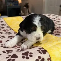 Yellow Boy, a male Cockapoo for sale in Hogansville, GA – 4 of 10