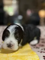 Yellow Boy, a male Cockapoo for sale in Hogansville, GA – 2 of 10